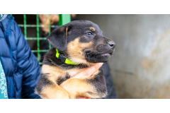 Jak pomóc psom w schroniskach zimą - praktyczny poradnik