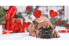 Co łączy zakochanych i psiarzy? Te same drobne gesty, które budują relację