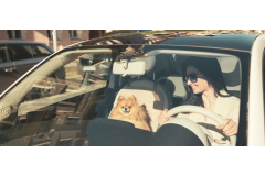 Jak bezpiecznie przewozić psa w samochodzie? Zasady na co dzień