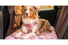 Jak przewozić psa w aucie? Najczęstsze błędy i jak ich uniknąć