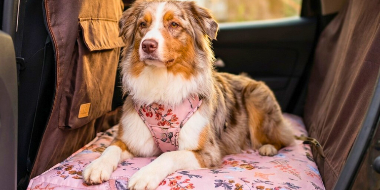Jak przewozić psa w aucie? Najczęstsze błędy i jak ich uniknąć