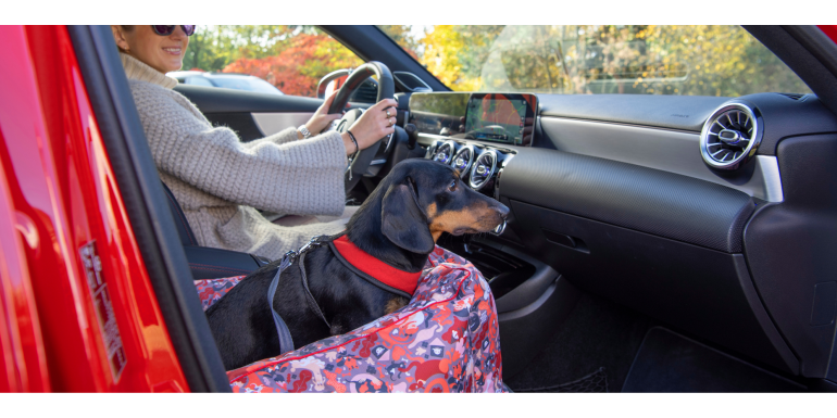 Czy pies w samochodzie musi być przypięty? Fakty, konsekwencje i bezpieczne rozwiązania