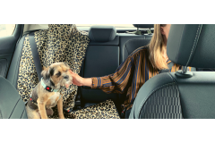 Jak przygotować psa do jazdy samochodem, jeśli się stresuje?