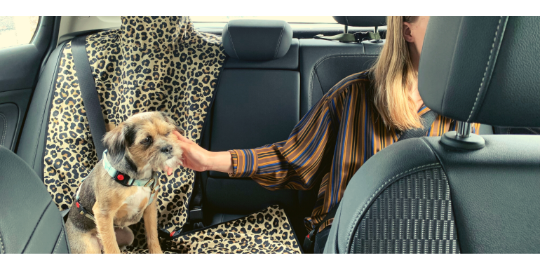 Jak przygotować psa do jazdy samochodem, jeśli się stresuje?