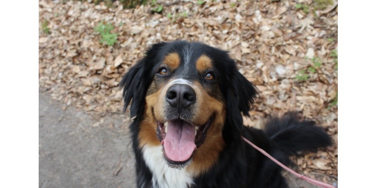 Jak chronić tapicerkę samochodu przed psem wiosną i zadbać o bezpieczeństwo?