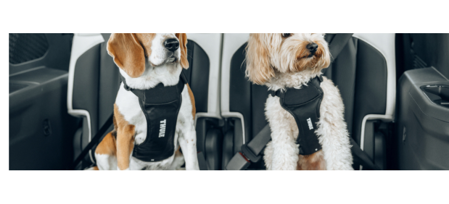 Car harnesses for dog THULE
