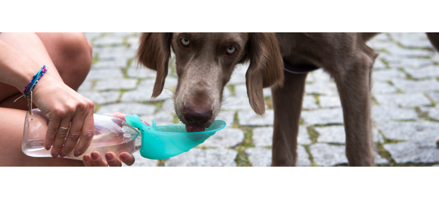 Travel Dog Bowls