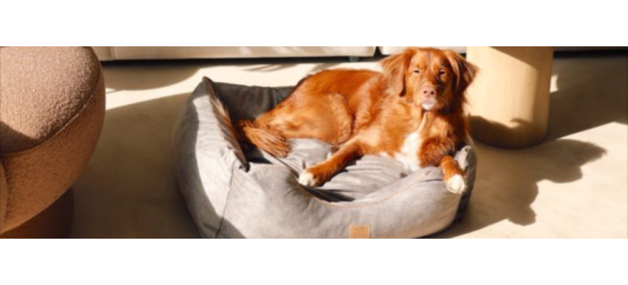 Classic-shaped dog bed