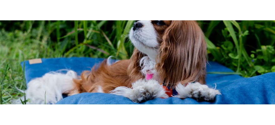 Travel dog bed