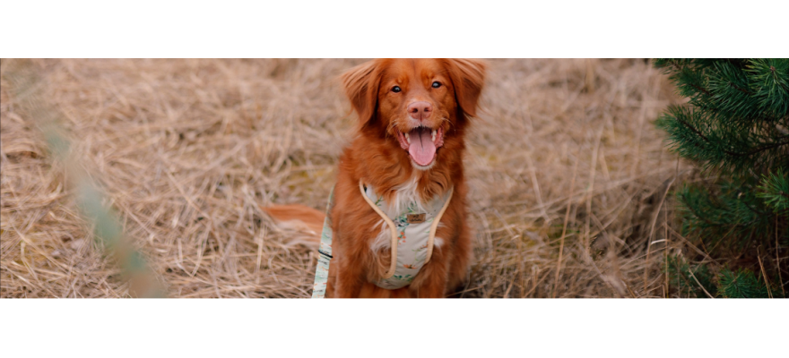 Pressure-free harness for dog