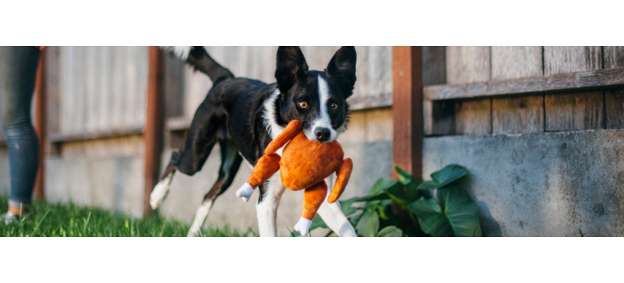 Dog toys