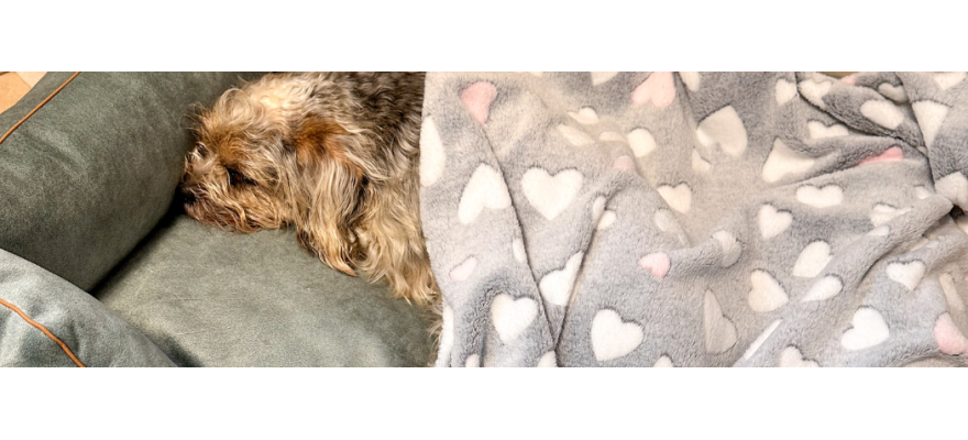 Dog blanket