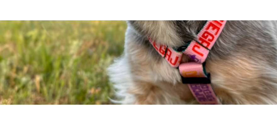 Dog Harness GUARD